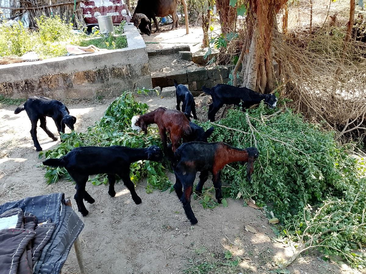 થંબનેલ 3