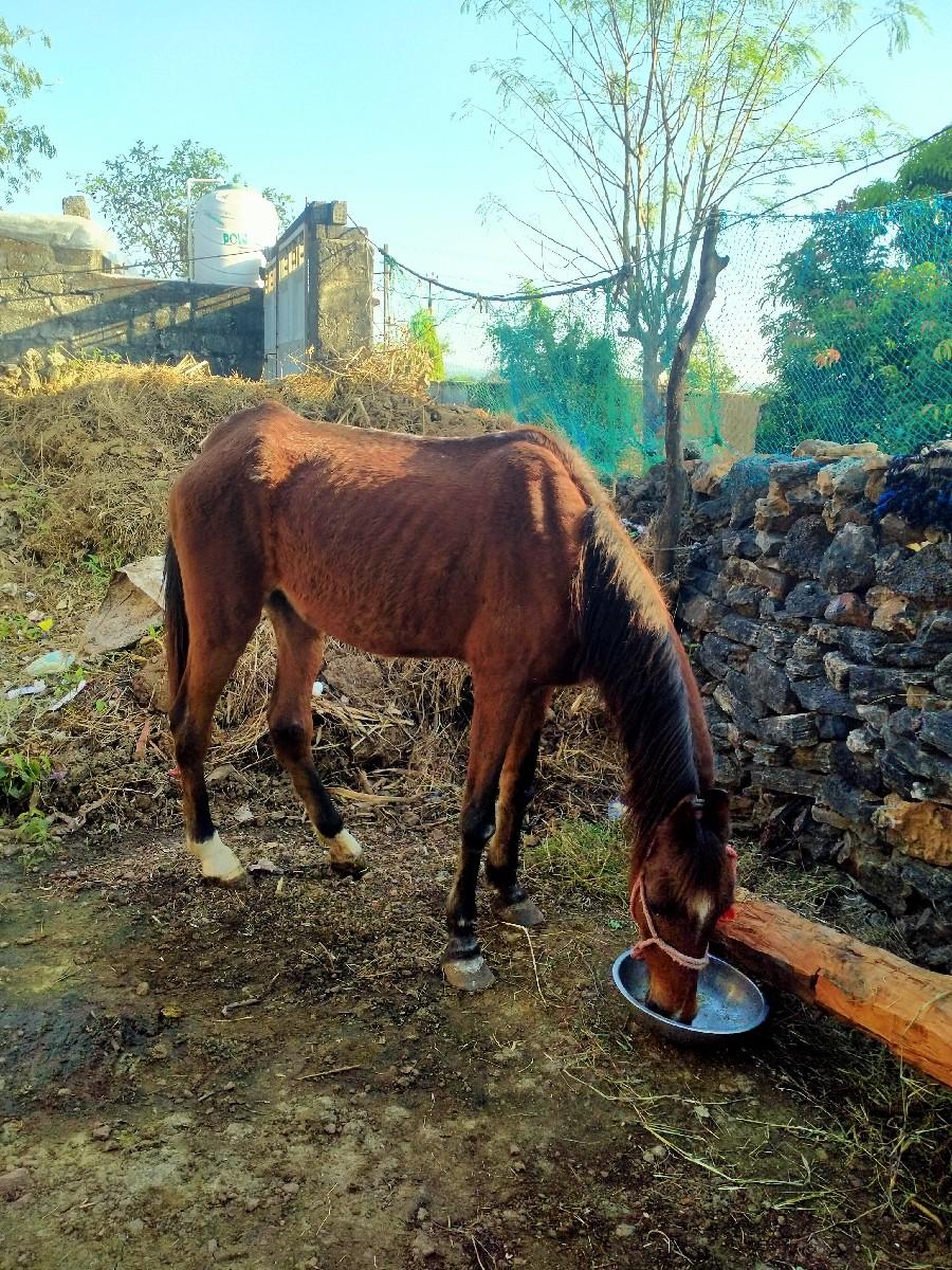 થંબનેલ 2