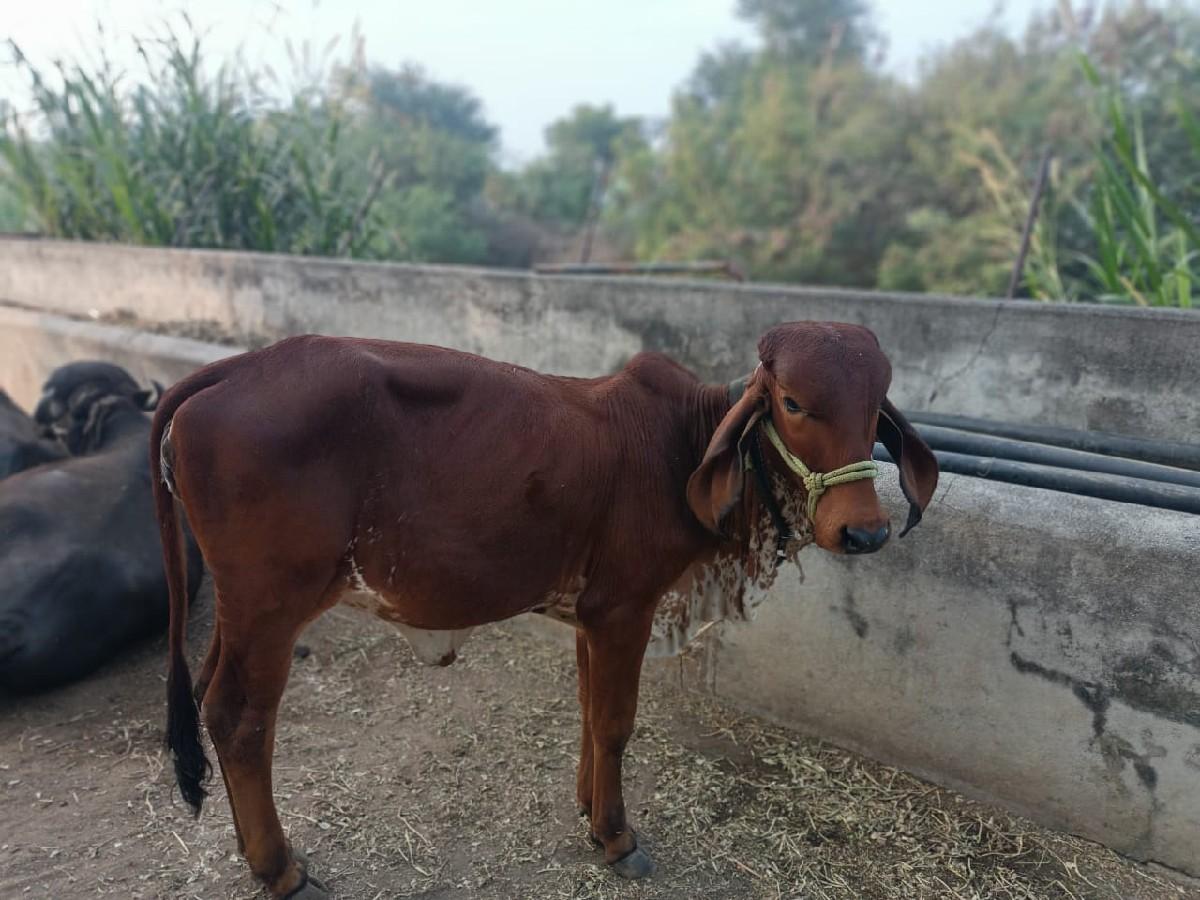 વાછડી વેચવાની છે