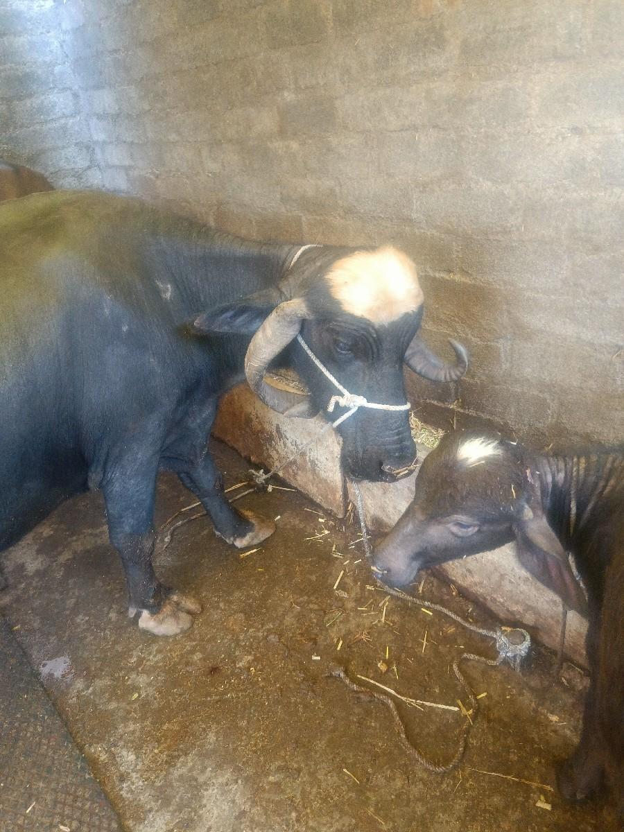 થંબનેલ 3