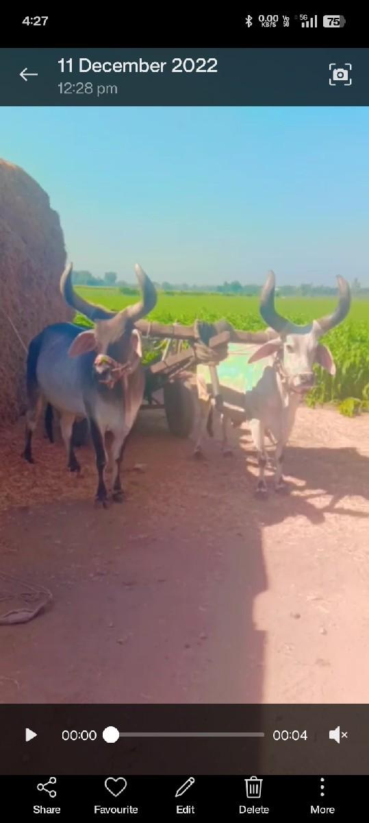 ત્રણ વાવણી વાવેલ ફૂલ જવાબદારી થી