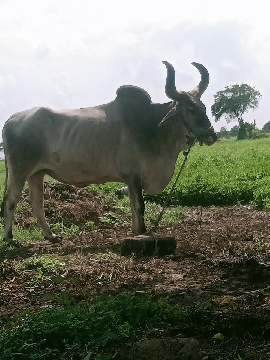 थंबनेल 2