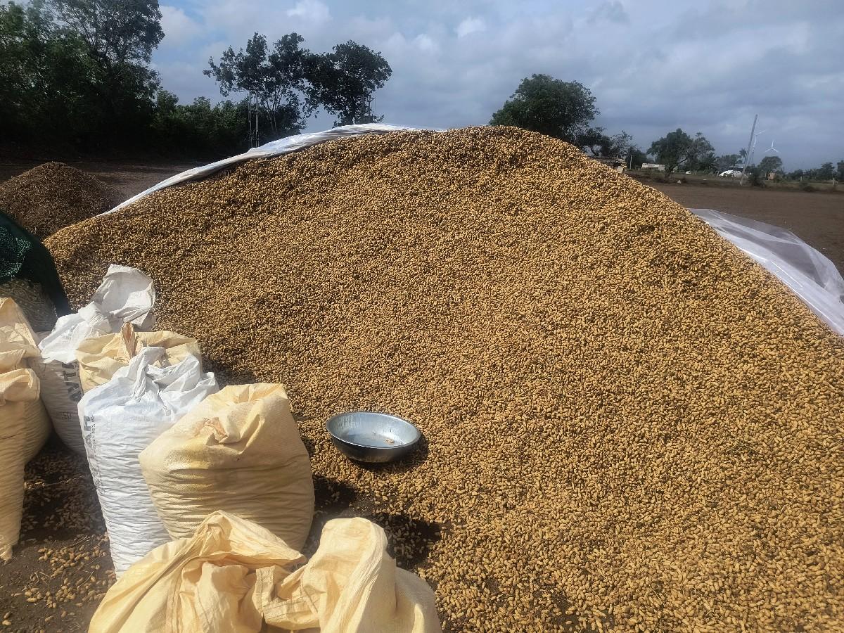 બિયારણ માટે માંડવી વેચાણ