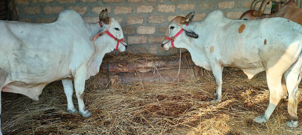 થંબનેલ 2