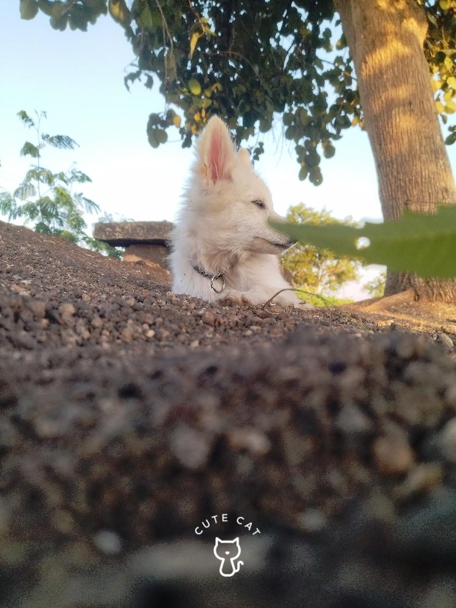 પોમેલિયન