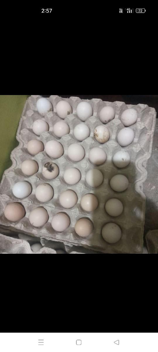 દેશી ઇડા