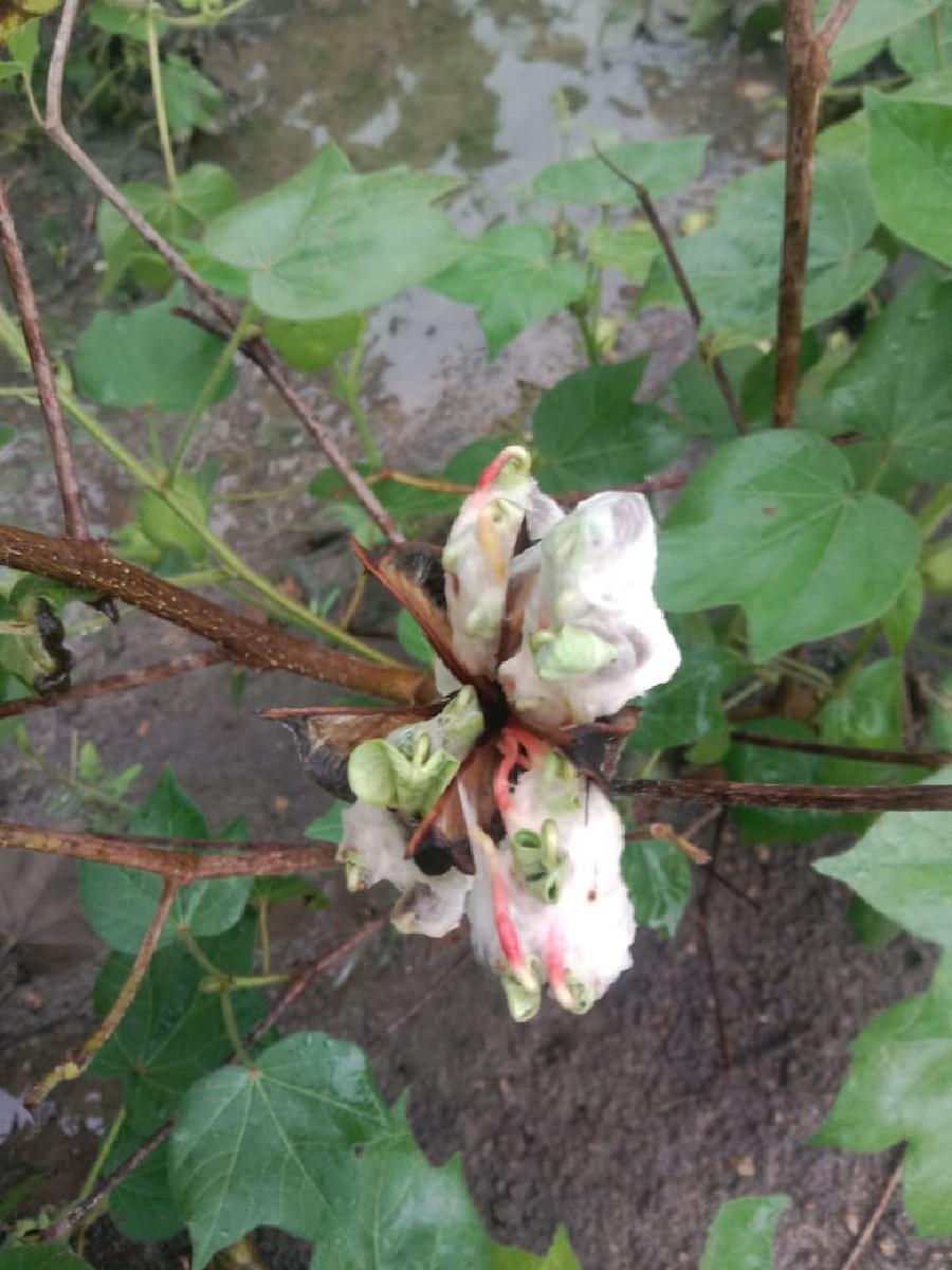 વાડી પડુ