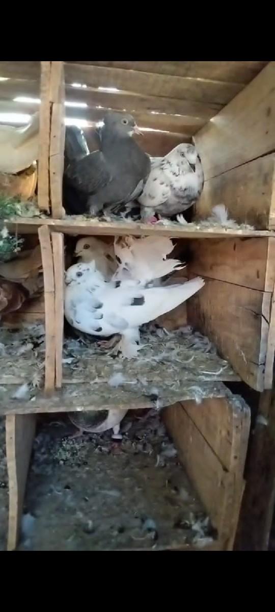 थंबनेल 2