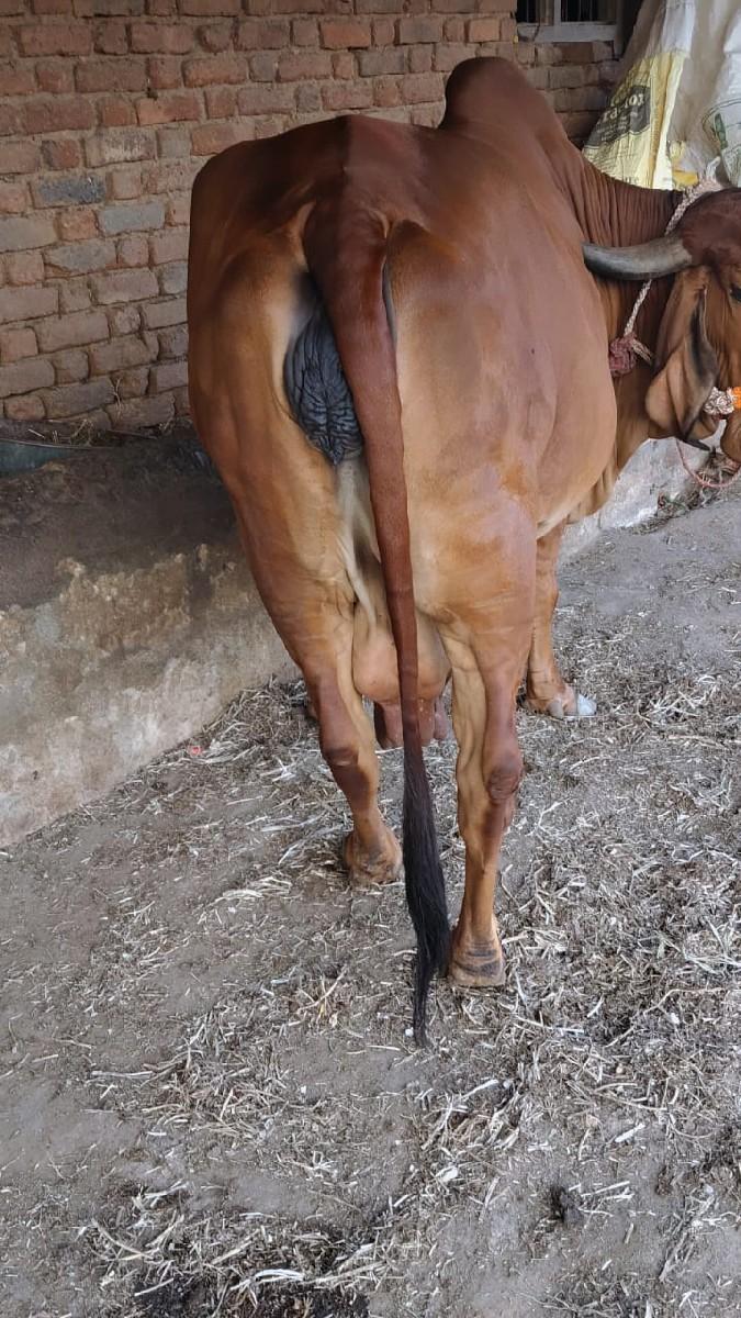 ત્રીજું વેતર