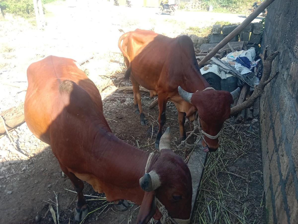 થંબનેલ 2