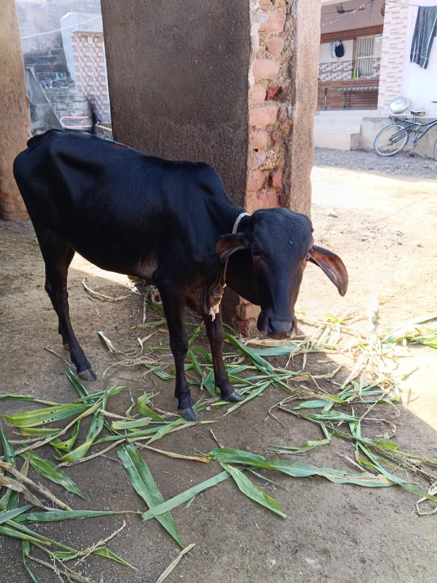 થંબનેલ 3