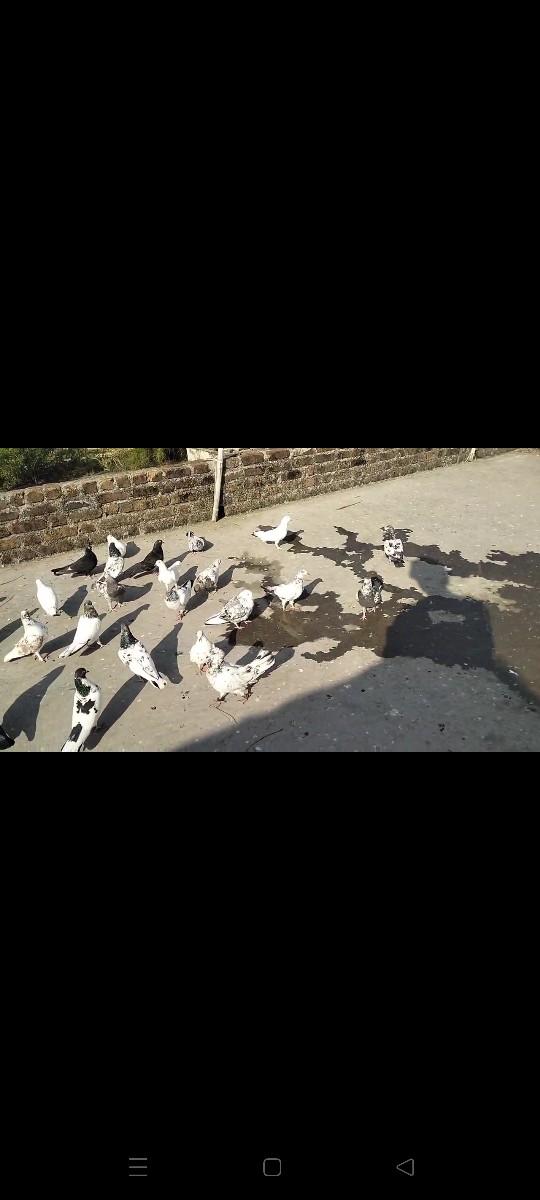 30 कबूतर देवाना छे