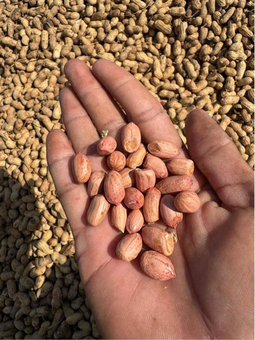 G 22 માંડવી વેચવાની છે