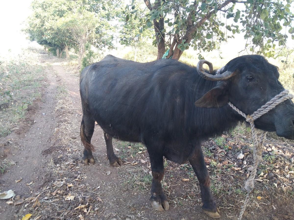 थंबनेल 3