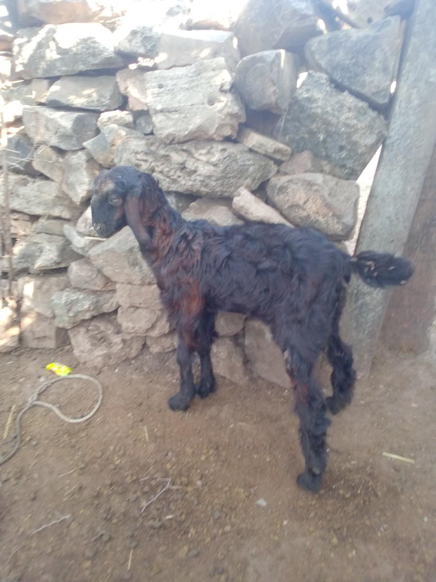 બૈબાકરીવેશવાનીછે