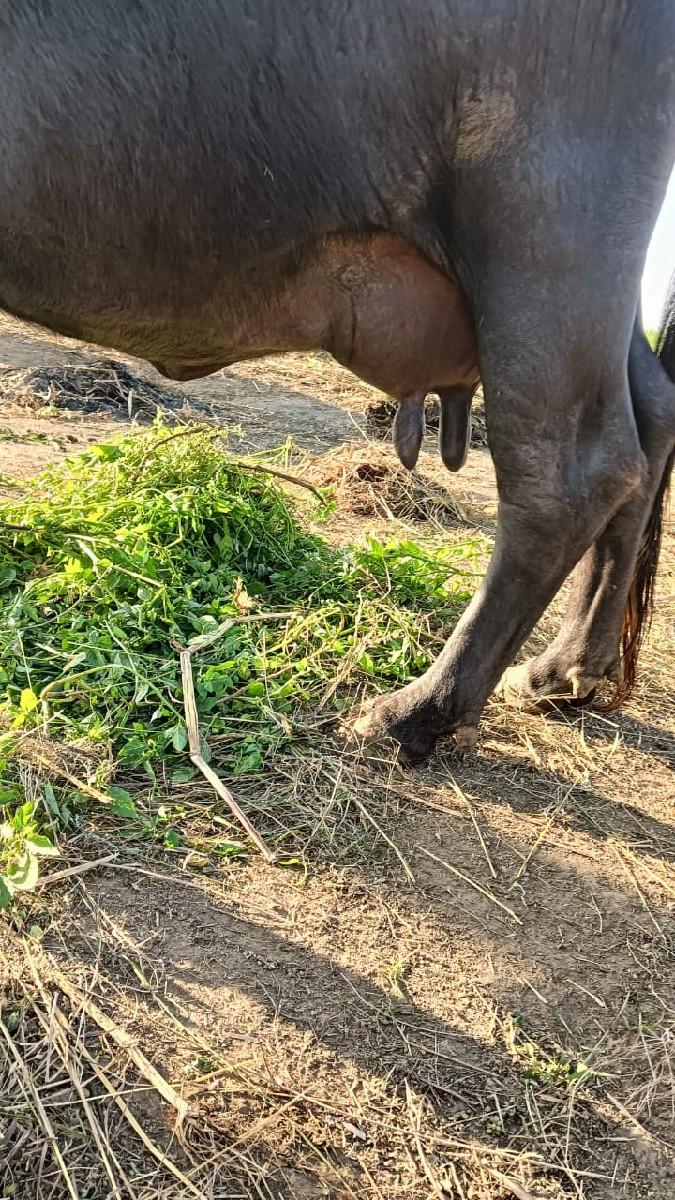 વેચવાની