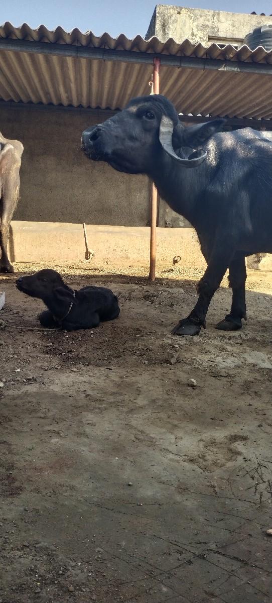 ભેંસ વેચવાની છે