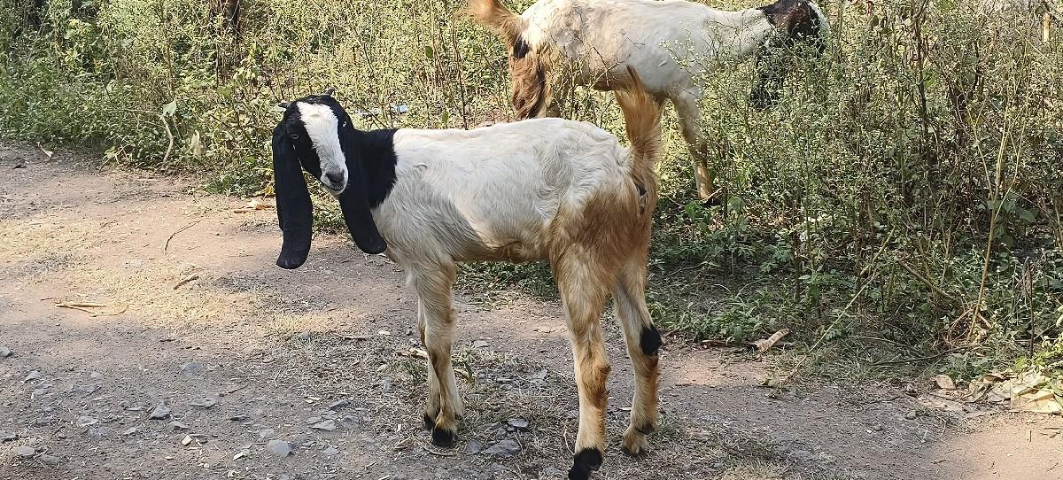 થંબનેલ 3