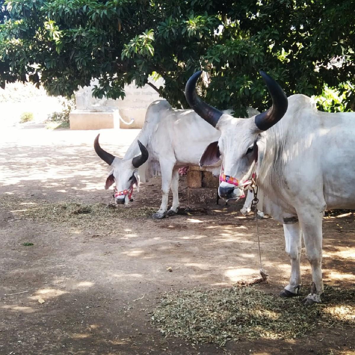 બળદ વેચવાના છે