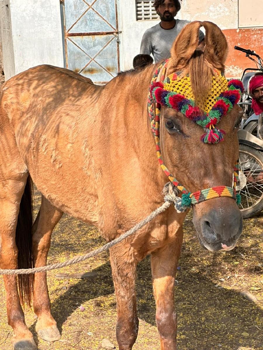 ઘોડી વેચવા ની છે ફુલ પાવર વાળી