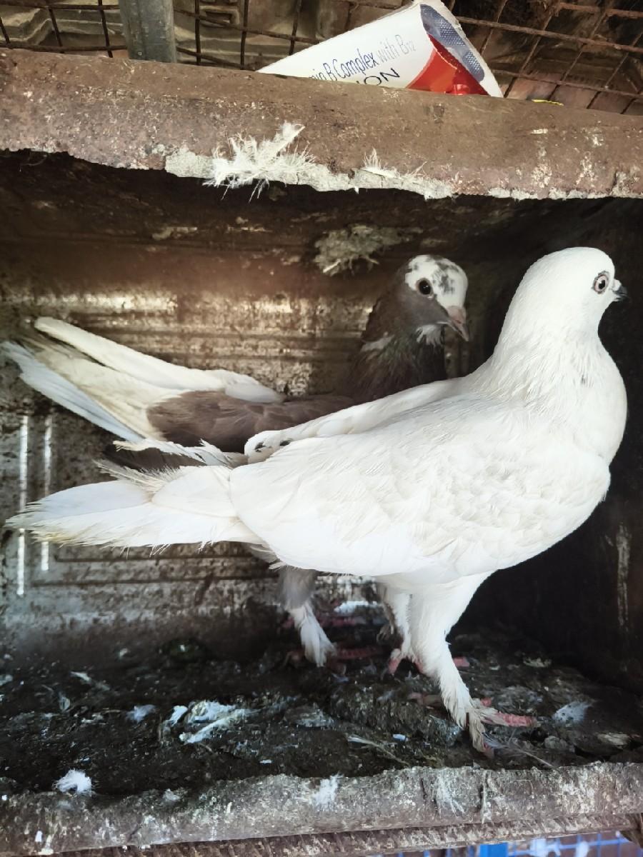 વેચવાના