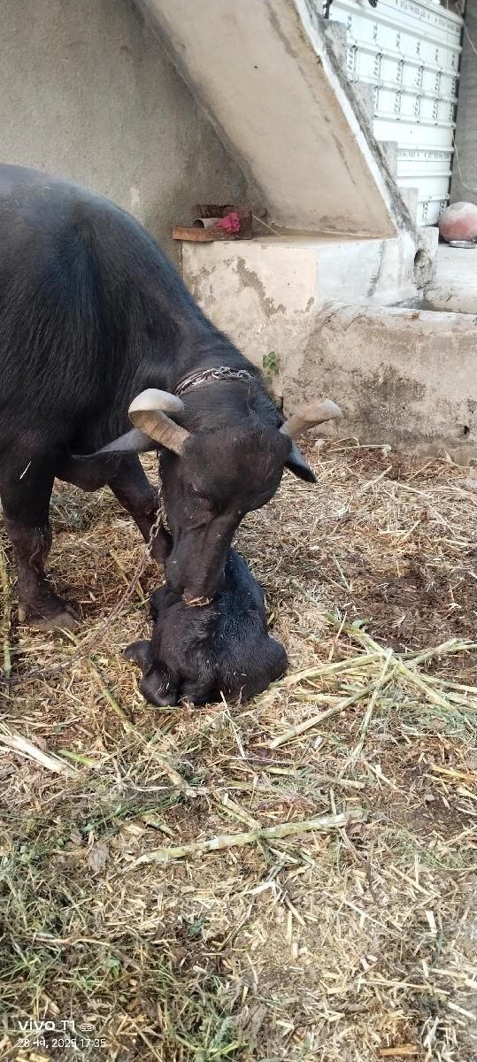 થંબનેલ 2