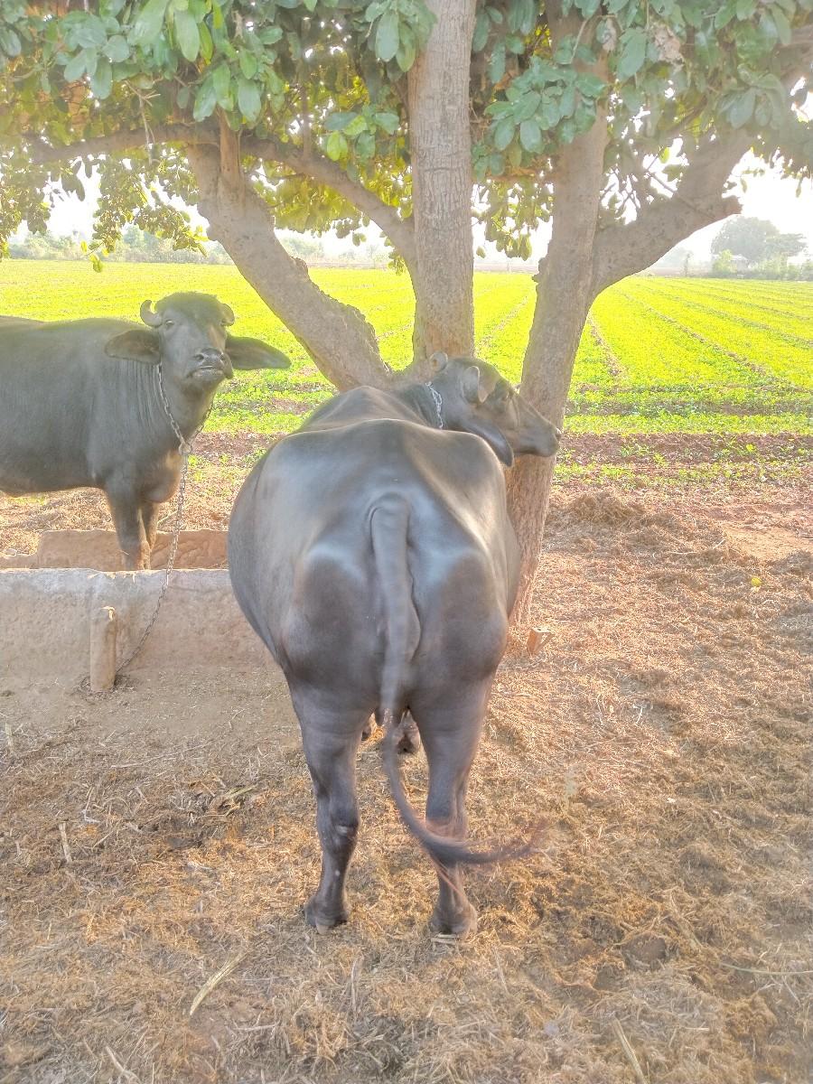 થંબનેલ 2