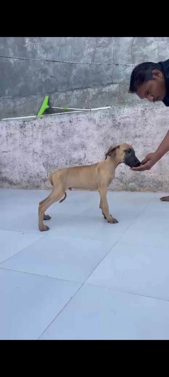 Great Dane mel ag 4 month for sell