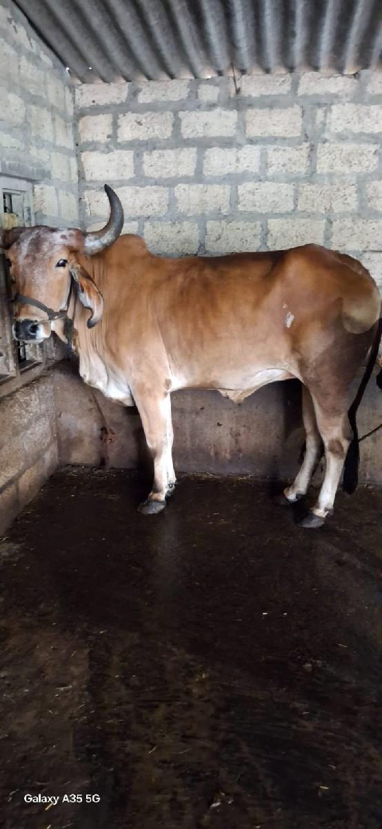 थंबनेल 2