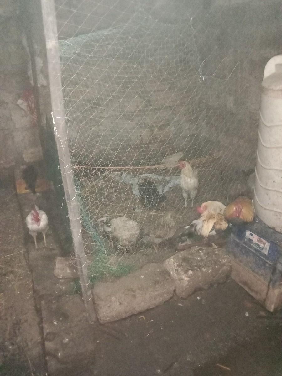 દેશી મુરઘા વેચવાના છે.