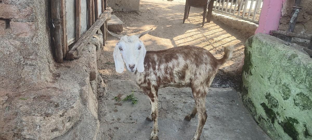 थंबनेल 2