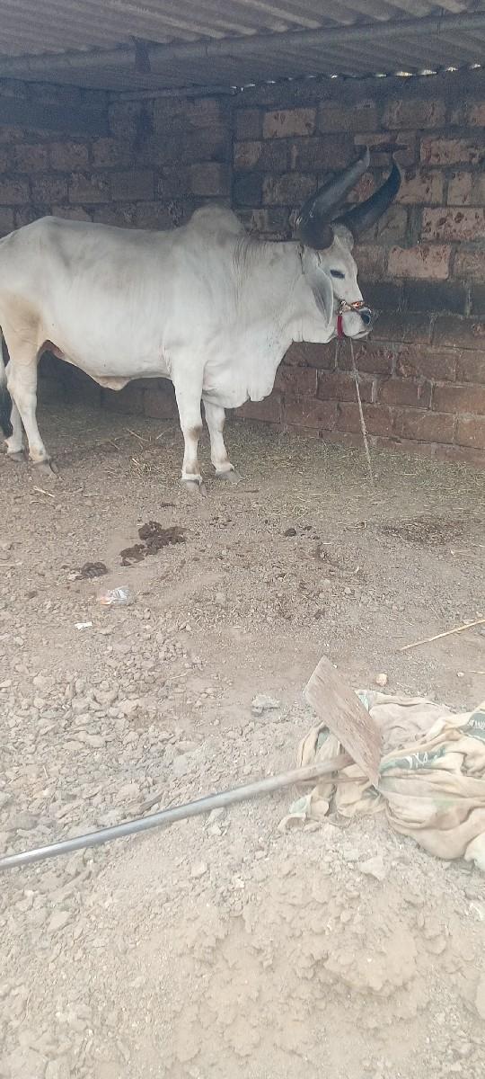 थंबनेल 2