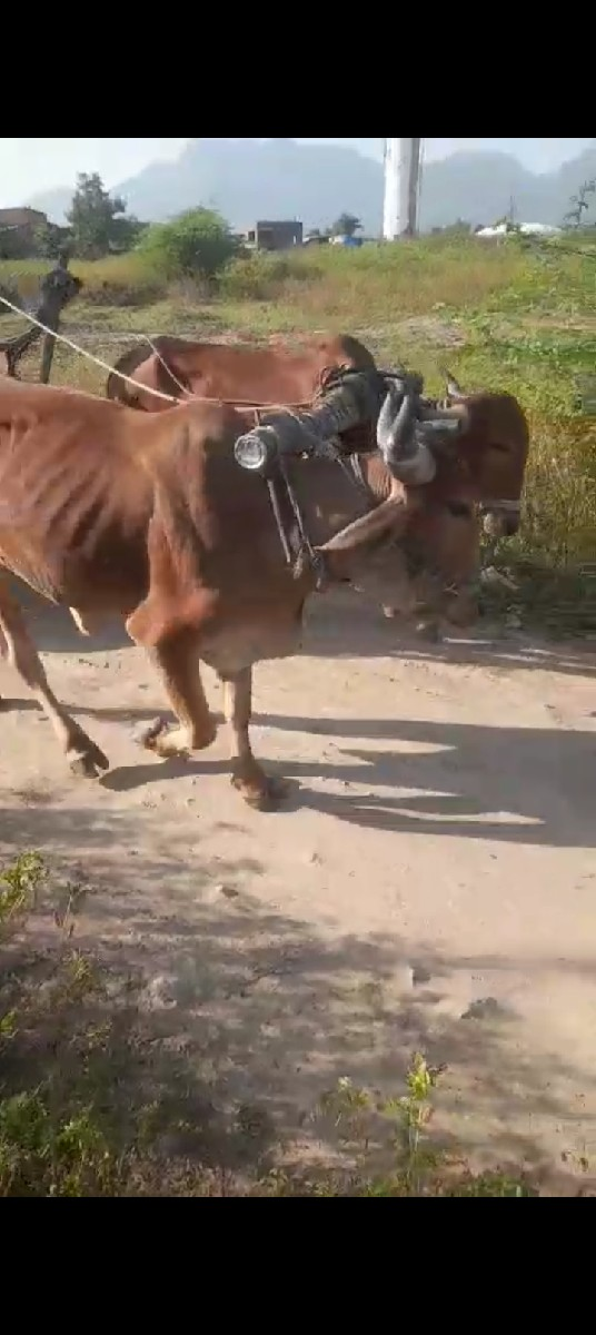 25000 રૂપિયા કિંમત છે ગાડી હાલતા છ