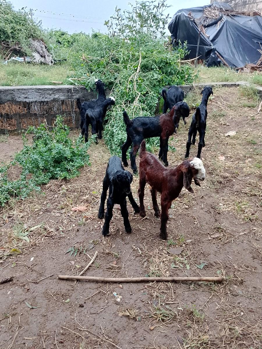 थंबनेल 2