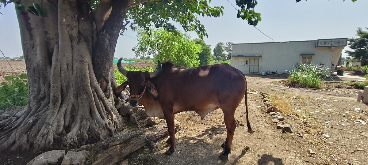 थंबनेल 2