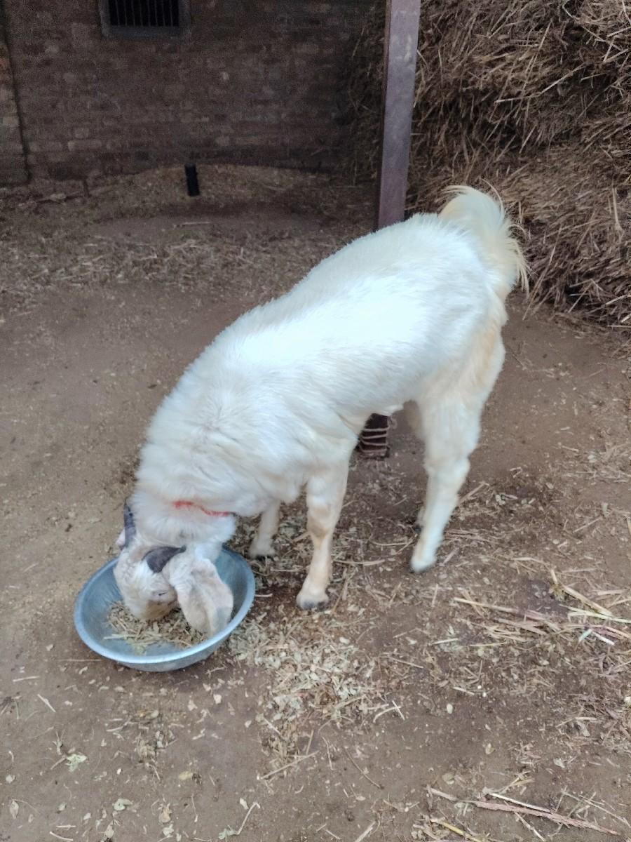 મારવાર જાત