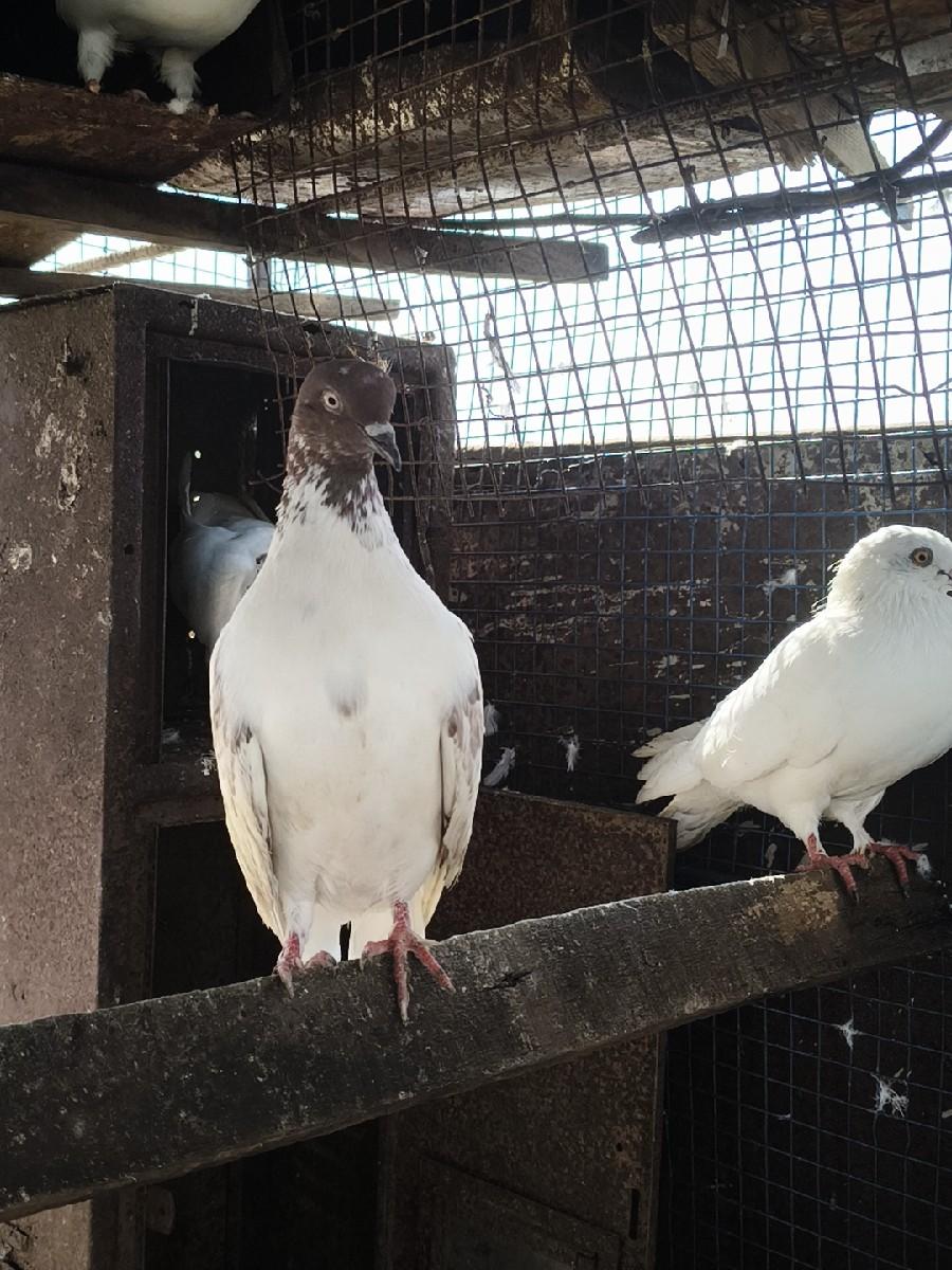 થંબનેલ 3