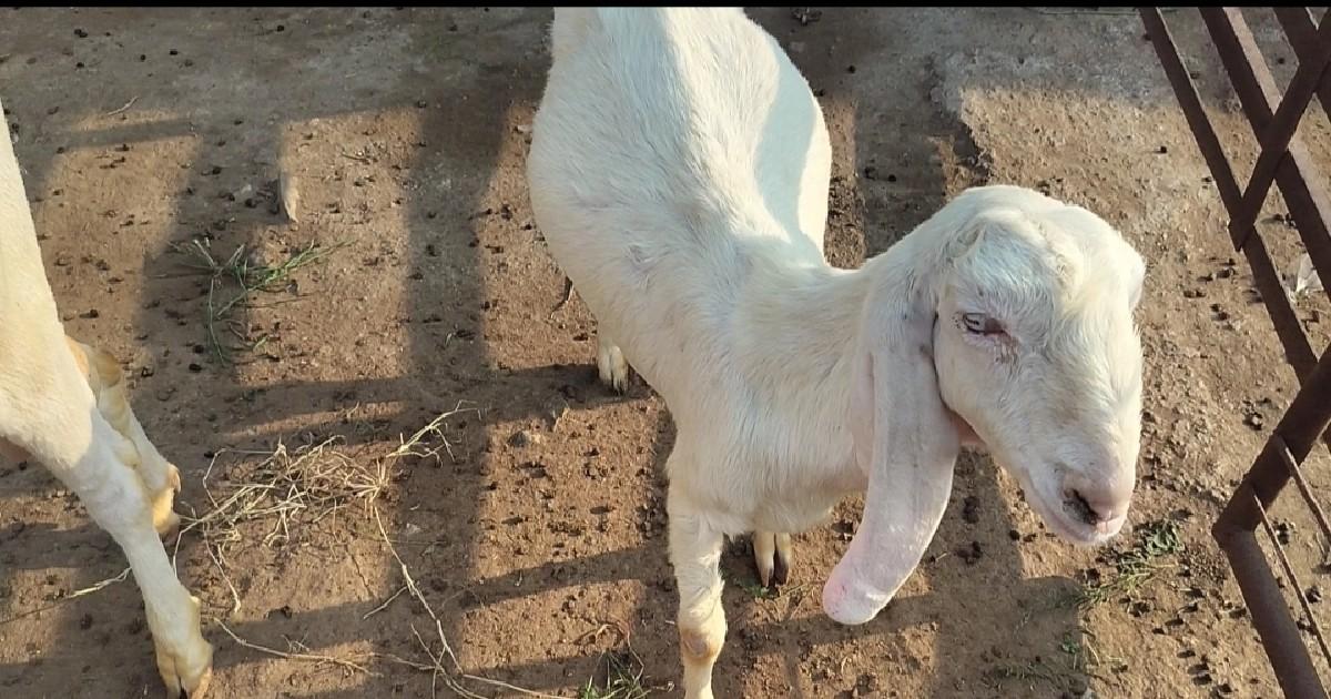 hedrabadi bakari Ane bokda