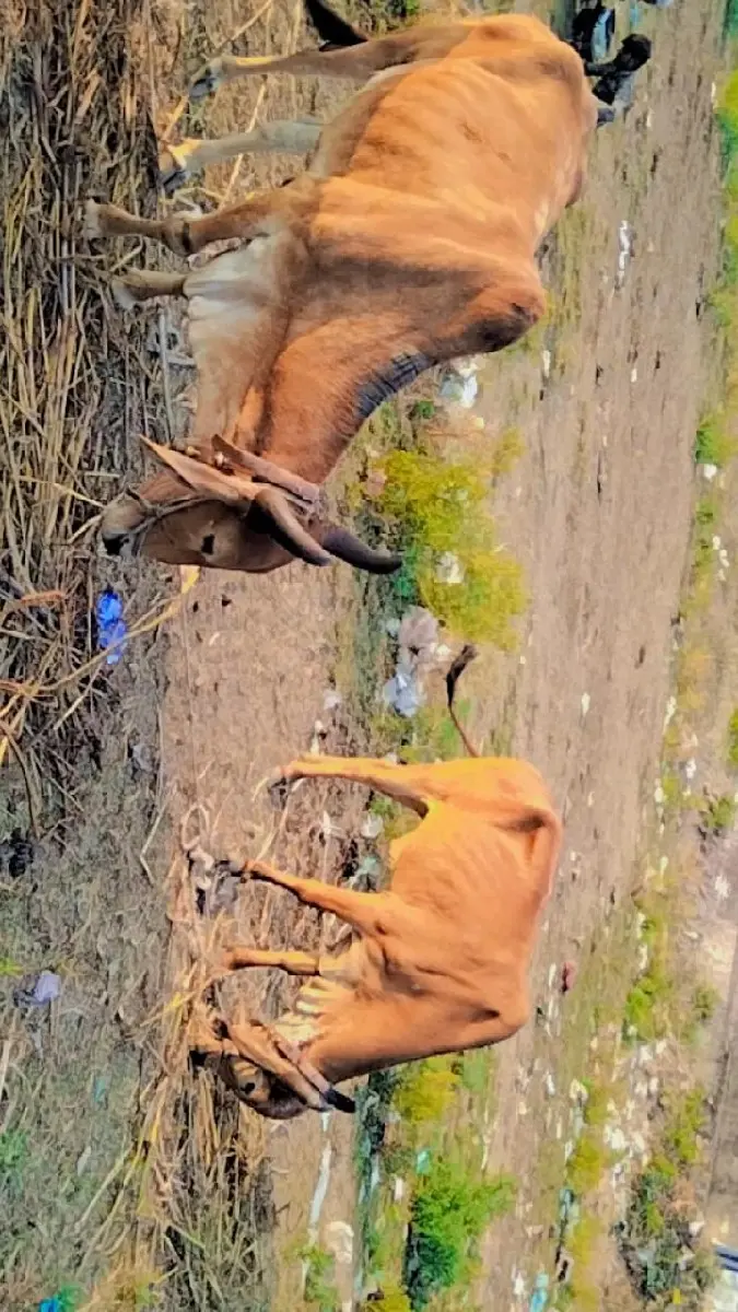 બળદ વેચવાના છે