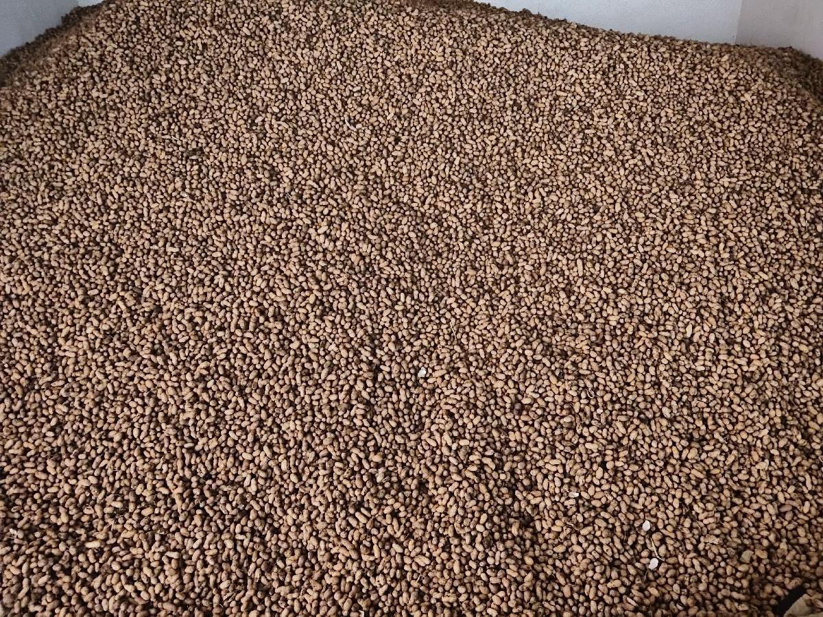 બિયારણ મગફલી 99 નંબર