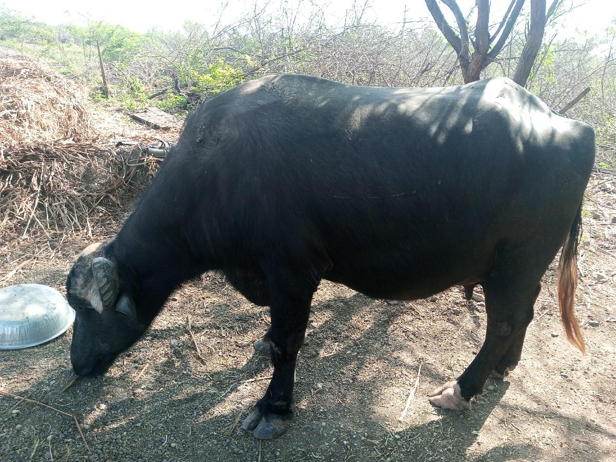 ભેસ વેચવાની છે