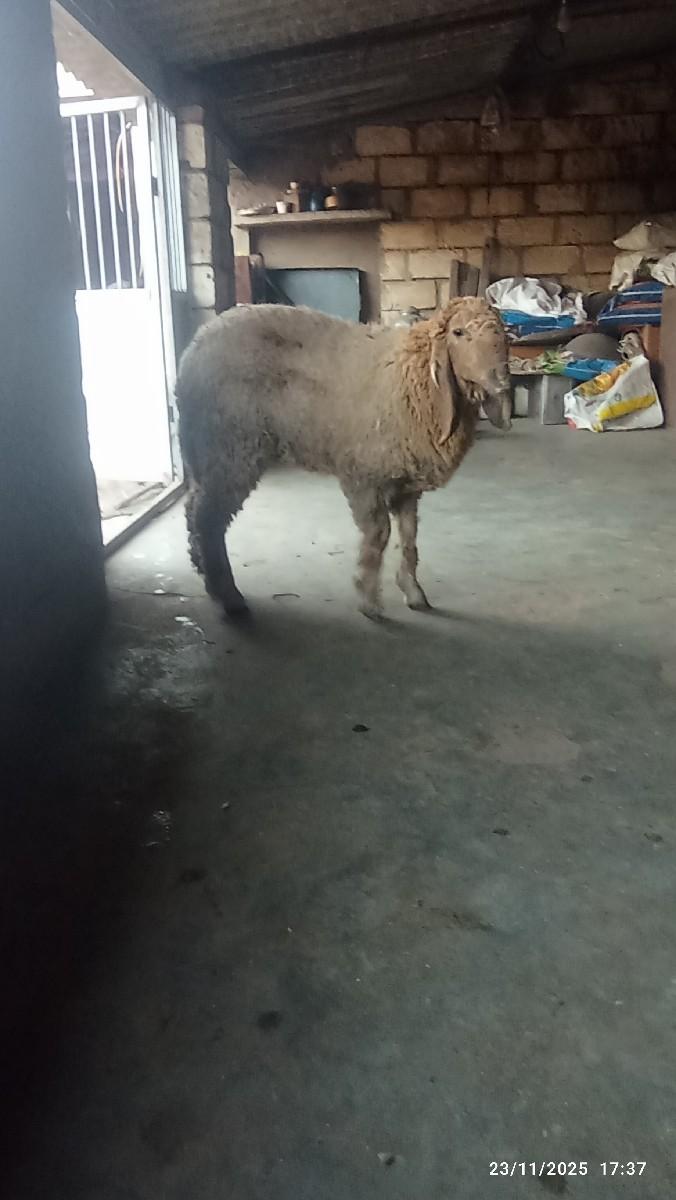 7 મયનાની.છે