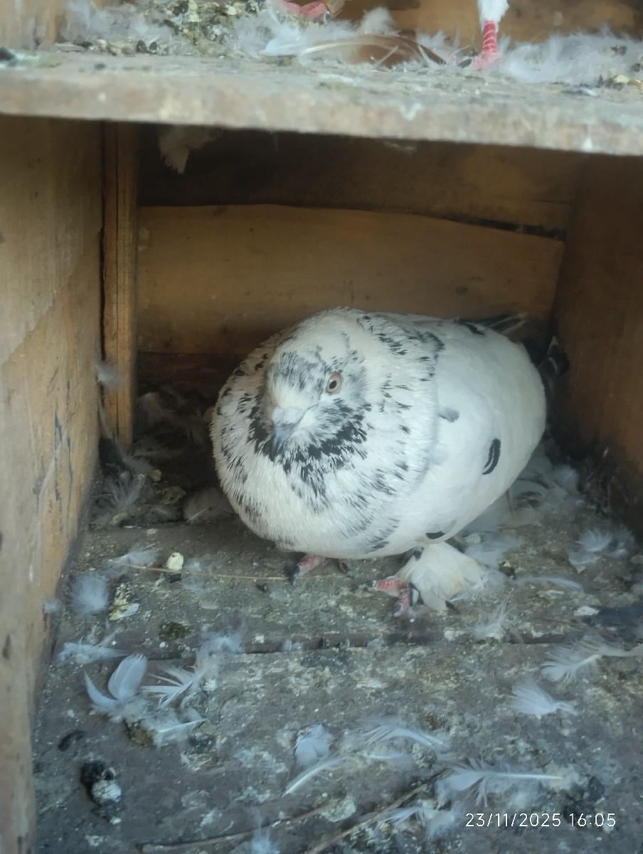 थंबनेल 3