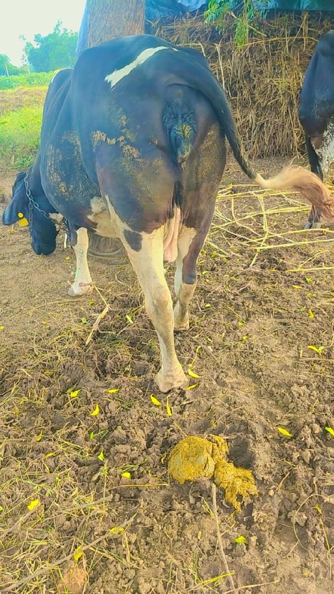 थंबनेल 3