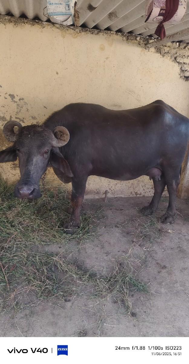 થંબનેલ 3