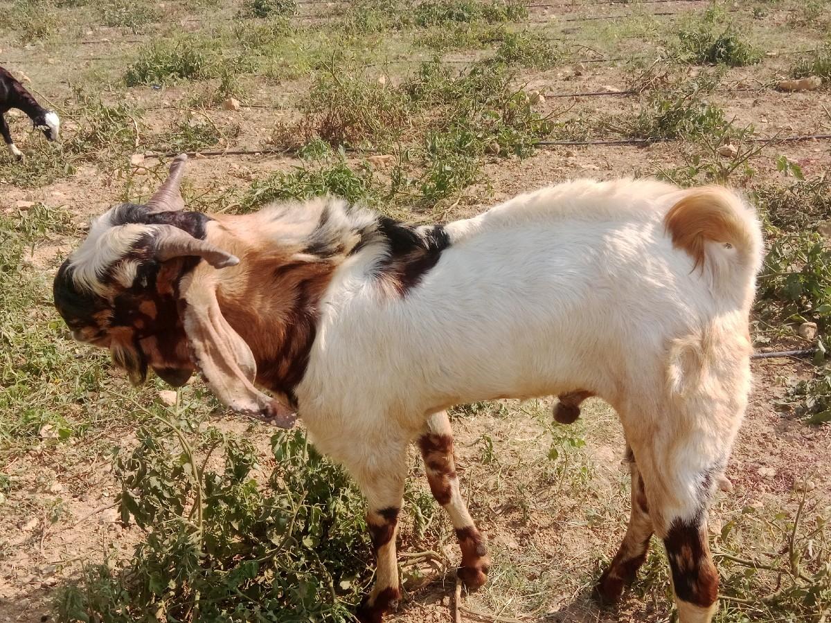 थंबनेल 2