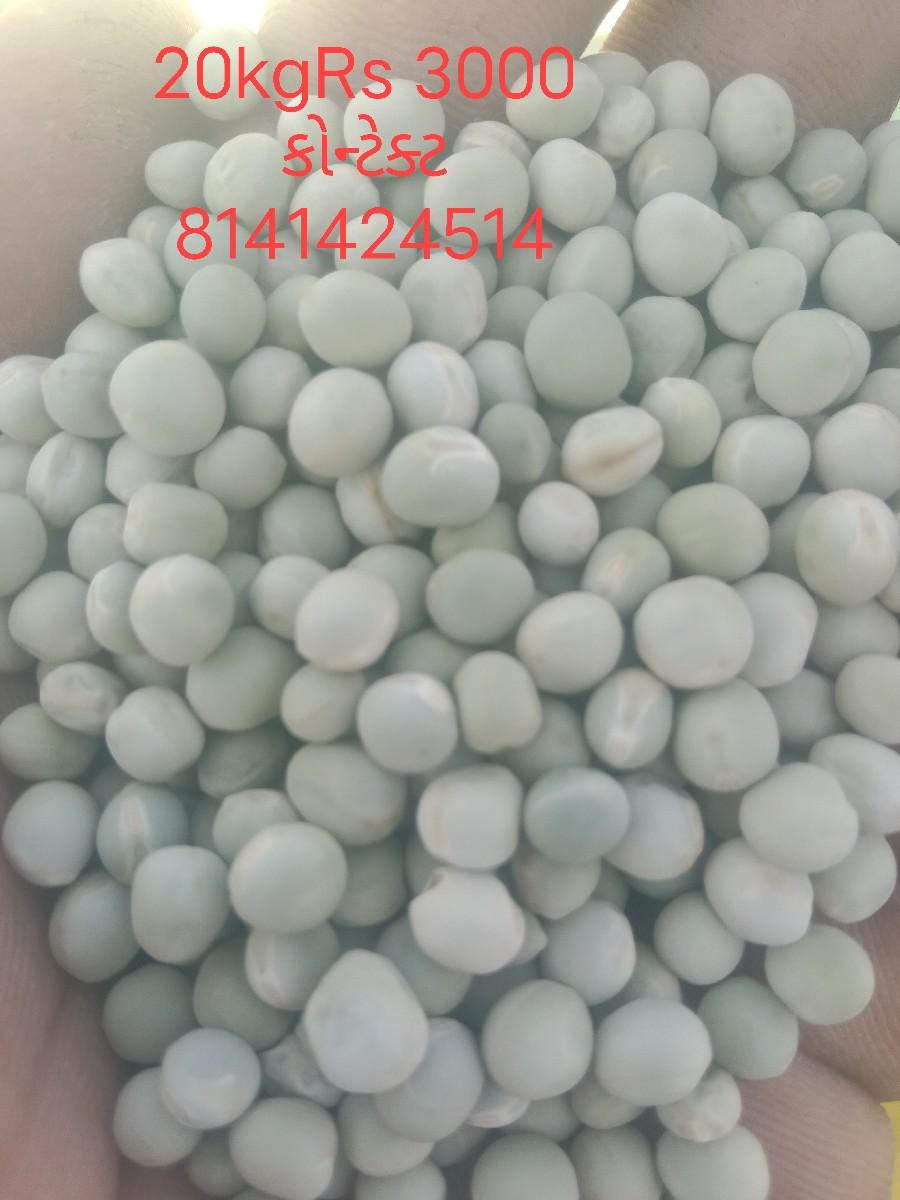 વટાણા બિયારણ