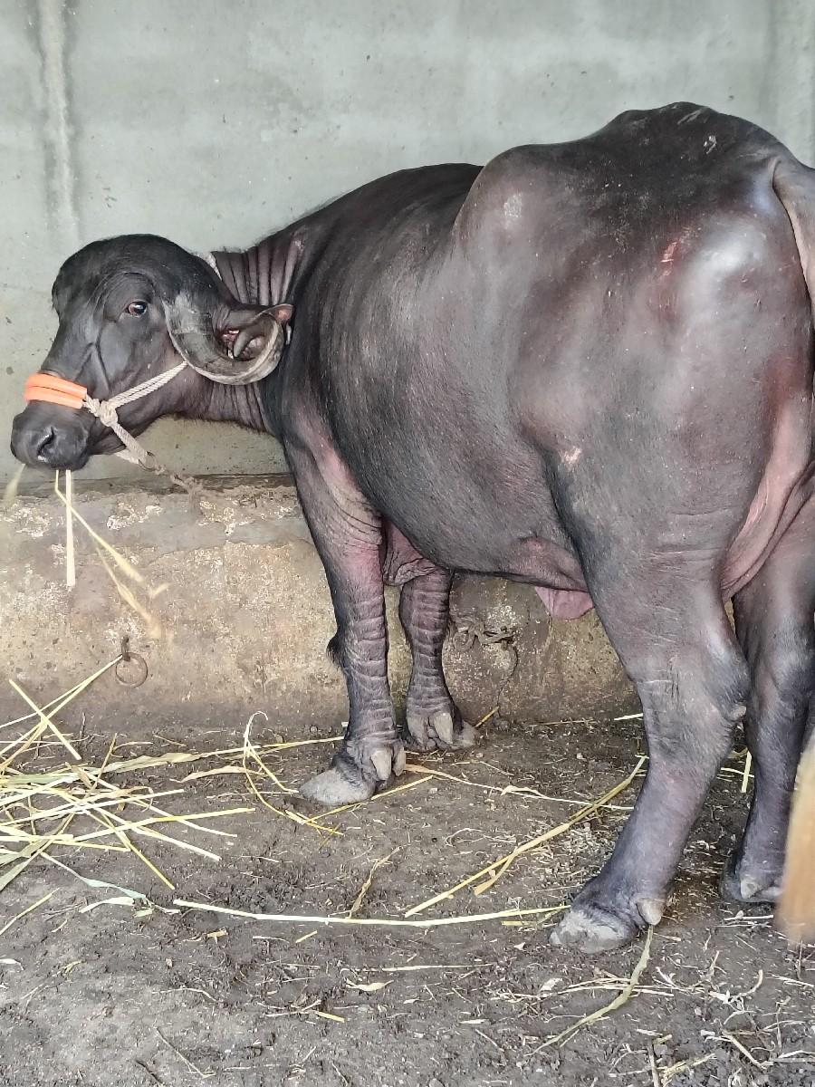 લે વેચ માટે ફોન કરો 9925472118