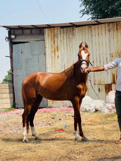 થંબનેલ 3