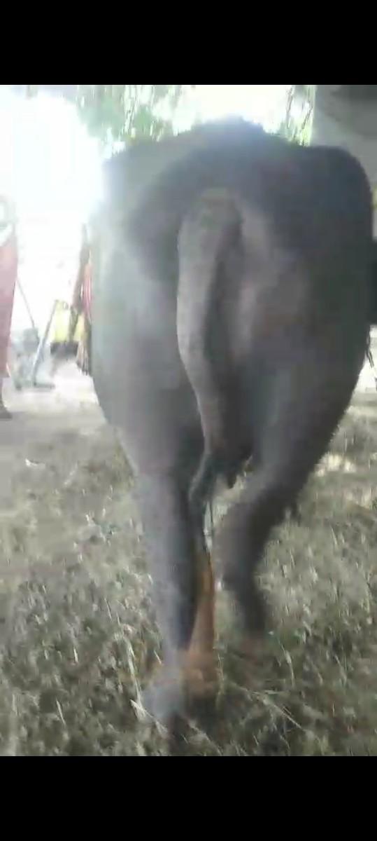 થંબનેલ 4